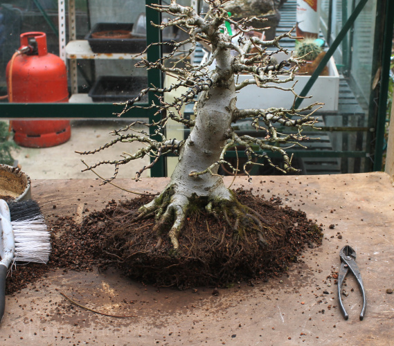 Roots Maple bonsai